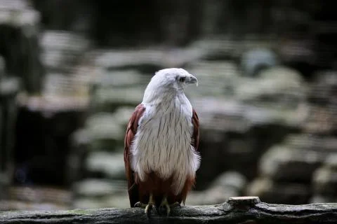 Bird : Eagle Stock Photos