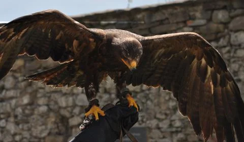 Bird - eagle Stock Photos