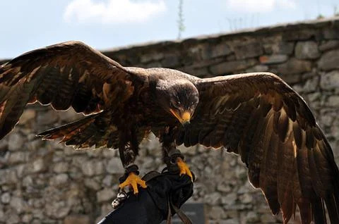 Bird eagle Stock Photos