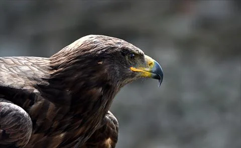 Bird eagle Stock Photos