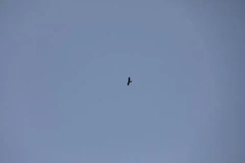 Bird Eagle in the sky Stock Photos