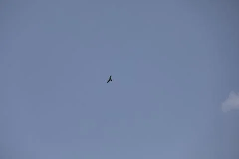 Bird Eagle in the sky Stock Photos