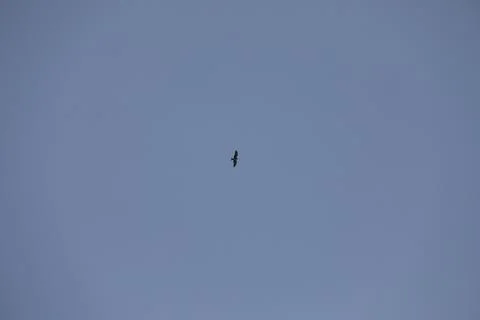 Bird Eagle in the sky Stock Photos