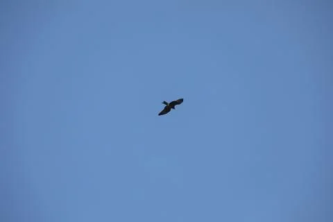 Bird Eagle in the sky Stock Photos