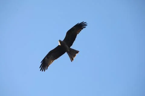 Bird Eagle in the sky Stock Photos