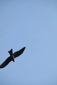 Bird Eagle in the sky Stock Photos