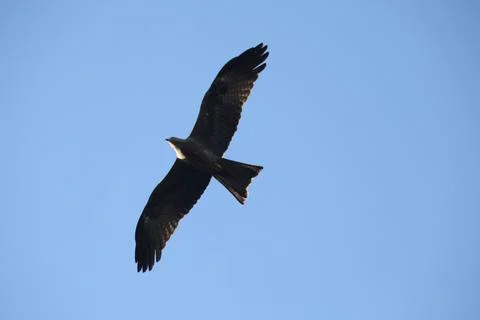 Bird Eagle in the sky Stock Photos