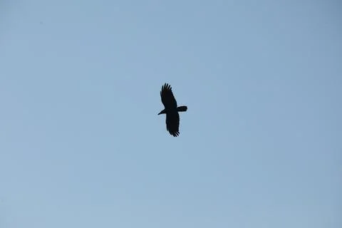 Bird Eagle in the sky Stock Photos