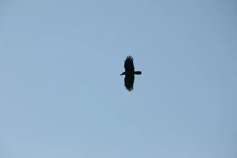 Bird Eagle in the sky Stock Photos