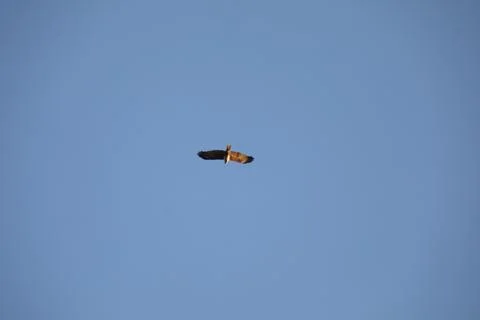 Bird Eagle in the sky Stock Photos