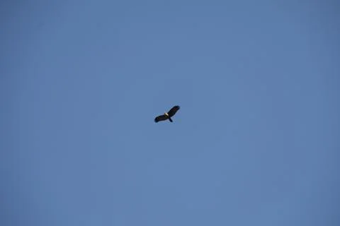 Bird Eagle in the sky Stock Photos