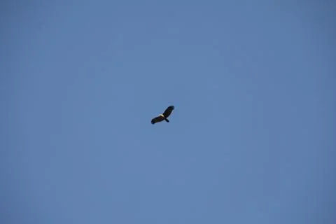 Bird Eagle in the sky Stock Photos