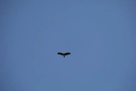 Bird Eagle in the sky Stock Photos