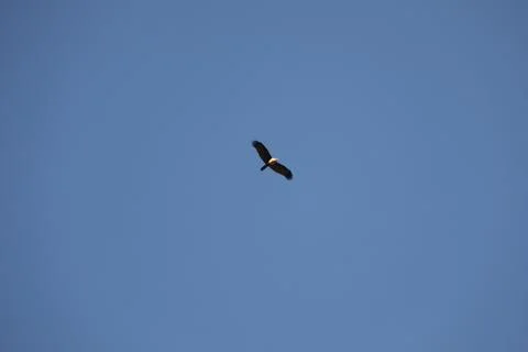 Bird Eagle in the sky Stock Photos