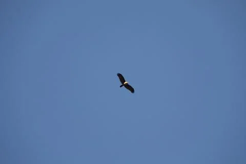 Bird Eagle in the sky Stock Photos