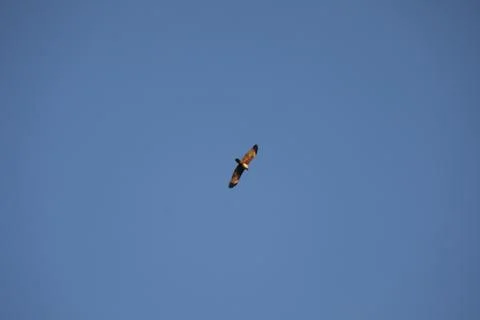 Bird Eagle in the sky Stock Photos