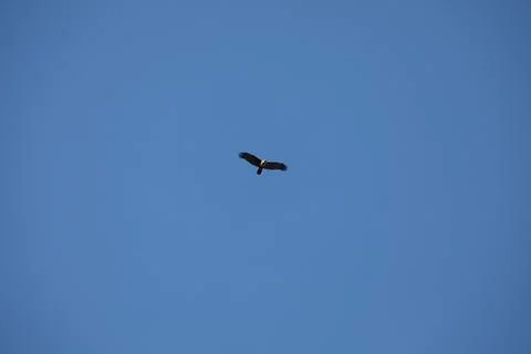 Bird Eagle in the sky Stock Photos