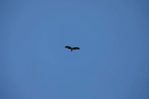 Bird Eagle in the sky Stock Photos