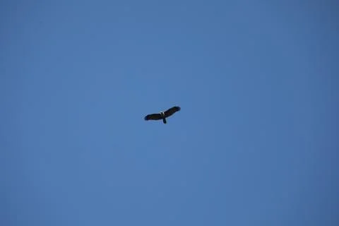 Bird Eagle in the sky Stock Photos