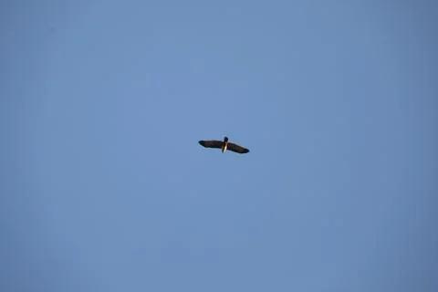 Bird Eagles in the sky Stock Photos