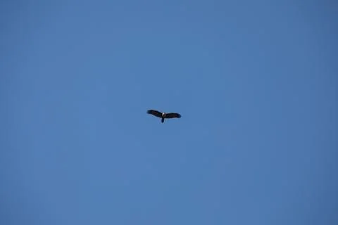 Bird Eagles in the sky Stock Photos