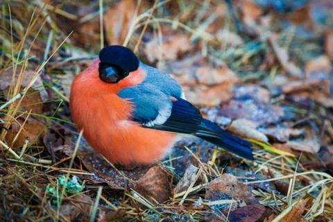 Bird on earth Stock Photos