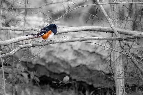 Bird - Eastern Towhee in a tree Stock Photos
