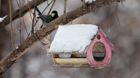 Bird eat 库存影片 188203639