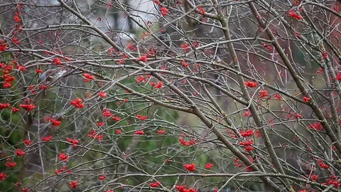 Bird eat mountain ash tree hd footage Stock Footage 120621081