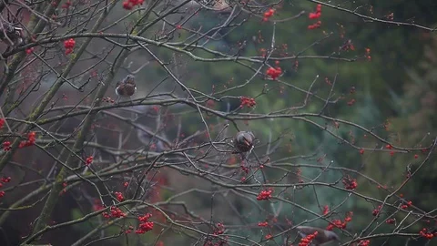 Bird eat mountain ash tree hd footage Stock Footage 121245893