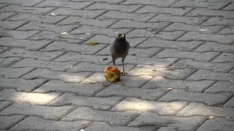 Bird eating an apple Stock Footage 158036050