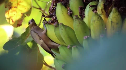 Bird eating banana Stock Footage 320563378