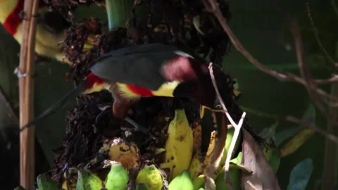 Bird eating banana Stock Footage 320565091