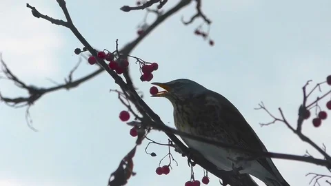 Bird eating berries Vídeos de archivo 81556069