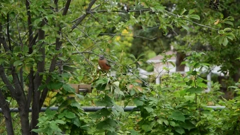 Bird eating berries Stock Footage 191205211
