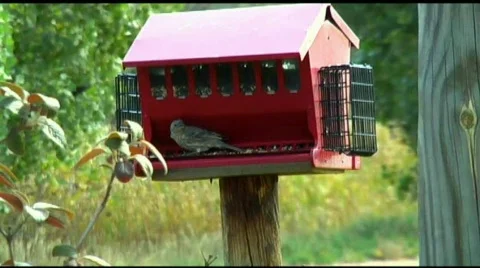 Bird eating from bird feeder Stock Footage 270932