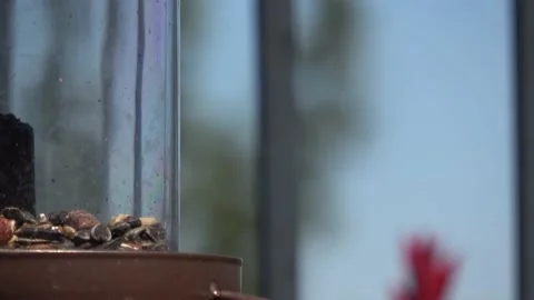 Bird eating from bird feeder. Stock Footage 138902327