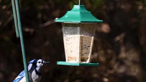 Bird eating from bird feeder Video stock 155355912