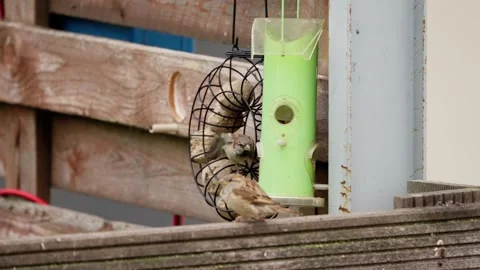 A bird is eating from a bird feeder Stock Footage 296401460