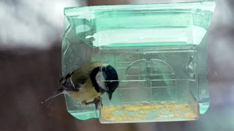A bird is eating from a bird feeder Stockbeeldmateriaal 321677378