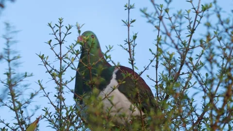 A bird eating on a branch Stock Footage 260912026