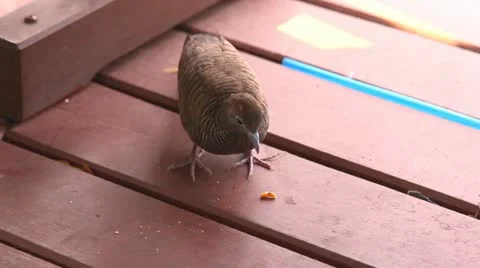The bird eating bread crumbs. Stock Footage 10822994