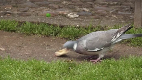 Bird eating bread Video stock 76362698