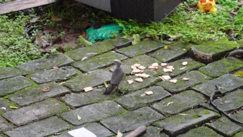 Bird Eating Bread Stock-Footage 328523960