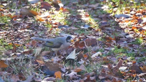 Bird eating bread off the ground with autumn leaves Stock Footage 340041212