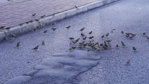 Bird eating bread in the road Video stock 217423582