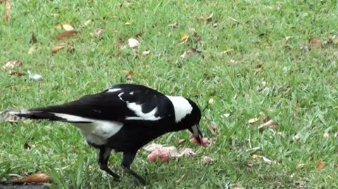 Bird eating close up Stock Footage 8845667