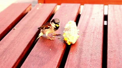 The bird is eating corn Stock Footage 94172133