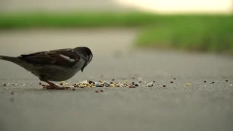 Bird Eating Feed Stock Footage
