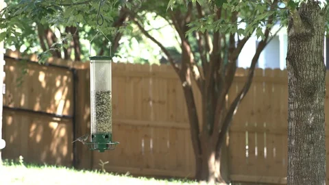 Bird eating at a feeder in backyard Video stock 111780191